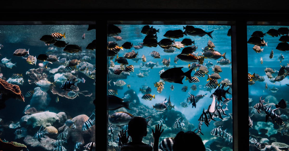 SEA LIFE Melbourne Aquarium — kids watching marine animals