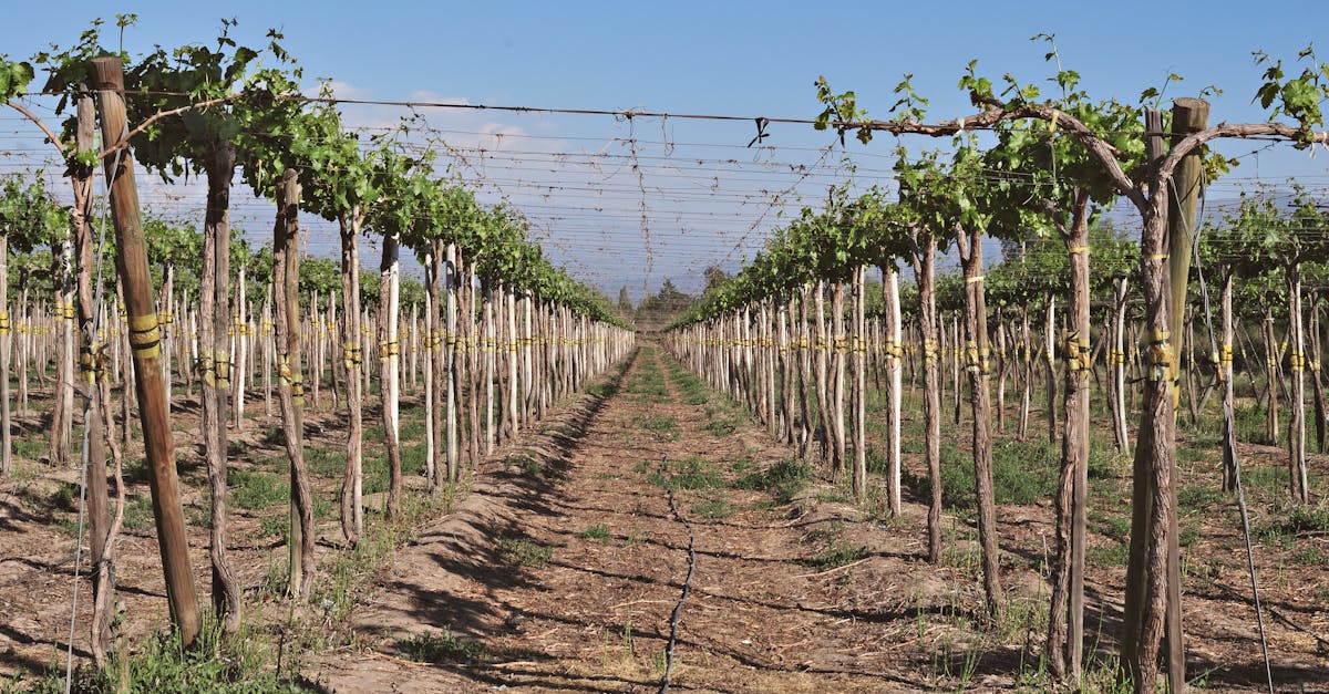 Yarra Valley wine tour hero — vineyard rows