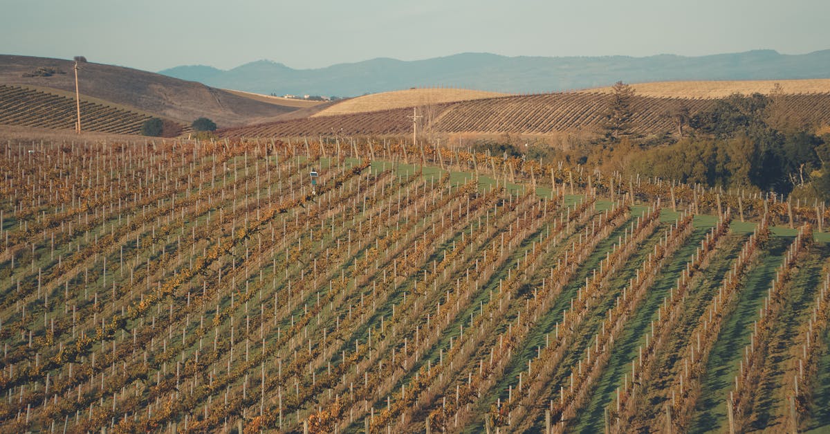 Mornington Peninsula wine — pinot noir country