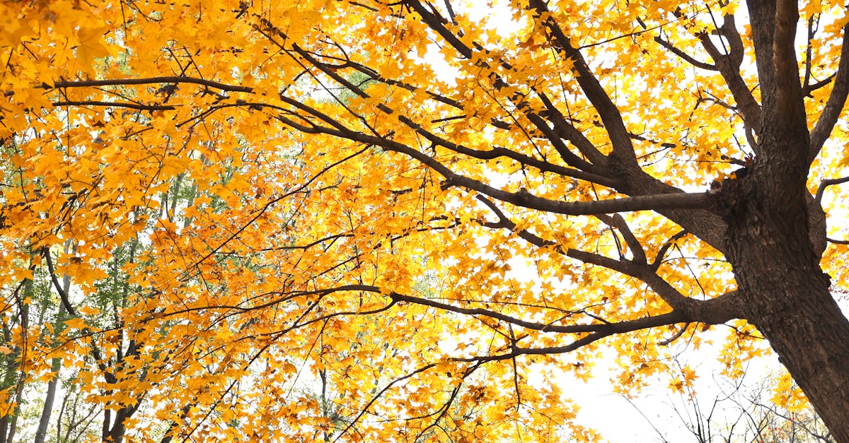 Melbourne autumn weather (March-May)