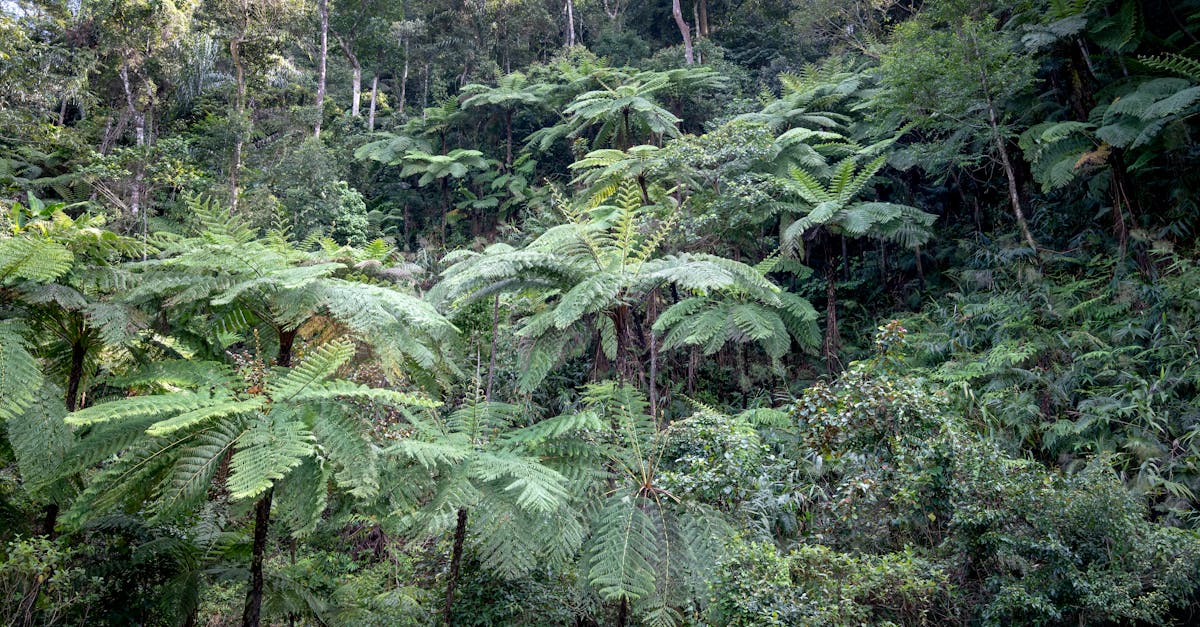 Otway National Park rainforest walks