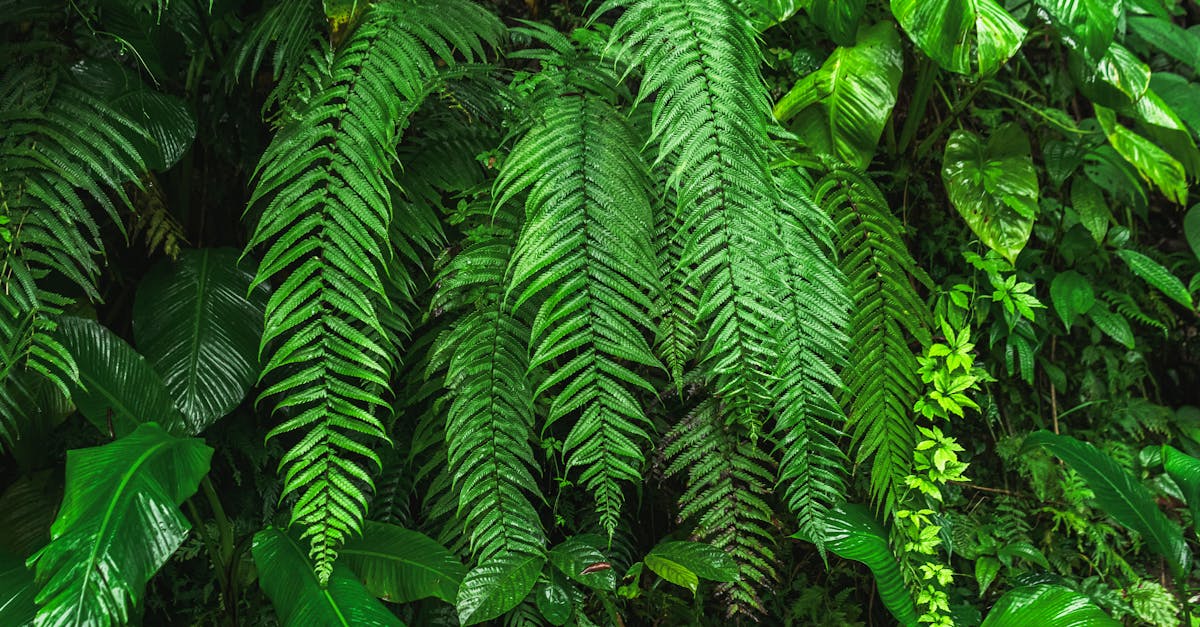 Forest Gallery — living indoor forest at the museum