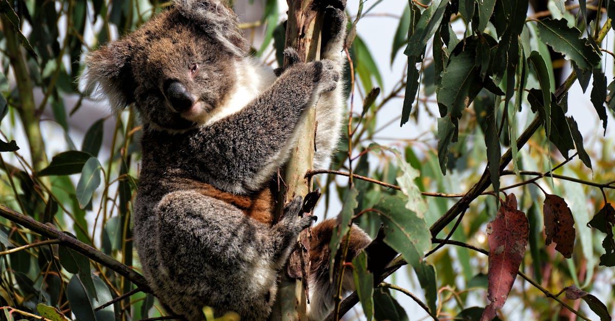 Phillip Island koalas at the Koala Conservation Reserve