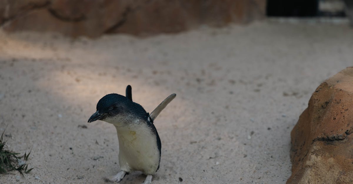 Little penguins waddle ashore at Summerland Beach