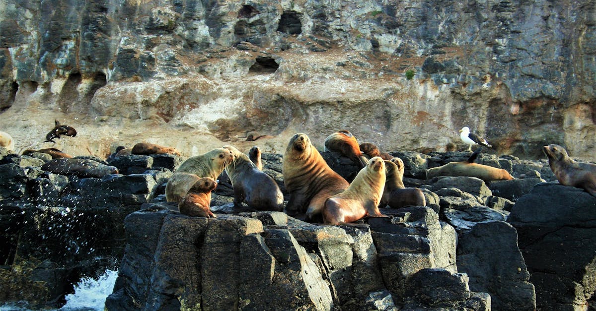 Seal Rocks colony — Australia's largest fur seal group