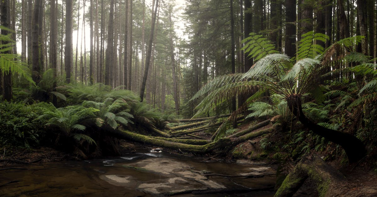 Dandenong Ranges — forest, ferns and Puffing Billy