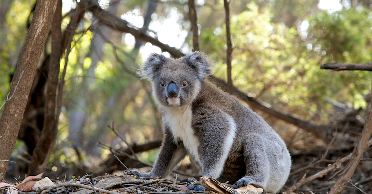 Healesville Sanctuary — Australian wildlife day trip