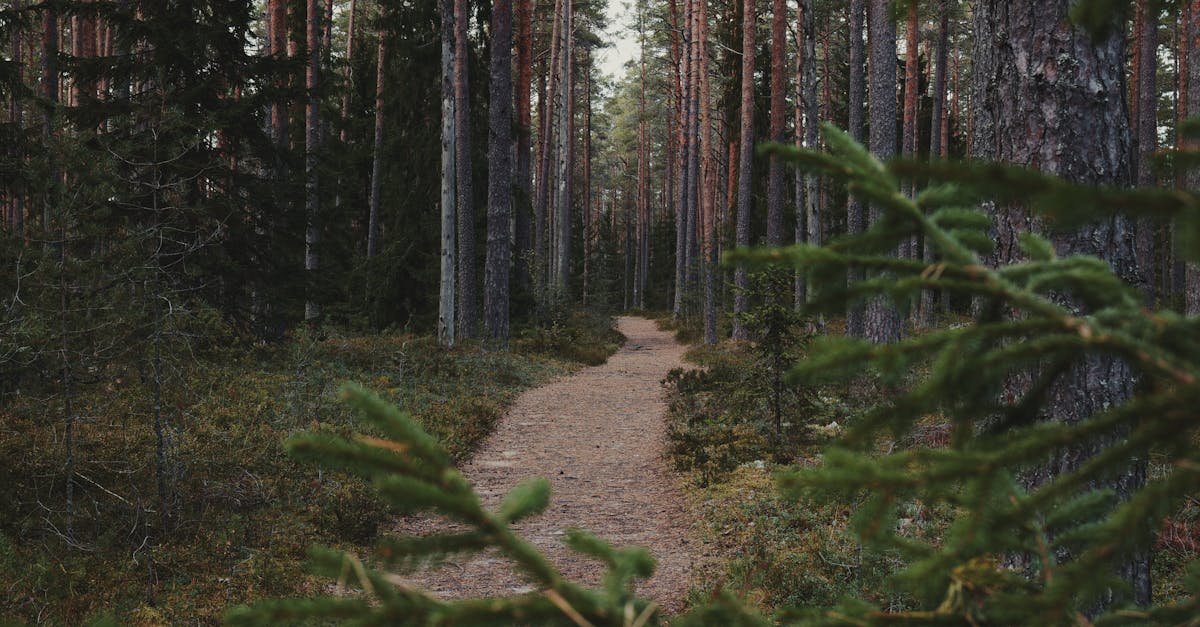 Hiking trails near Melbourne — forest and mountain walks