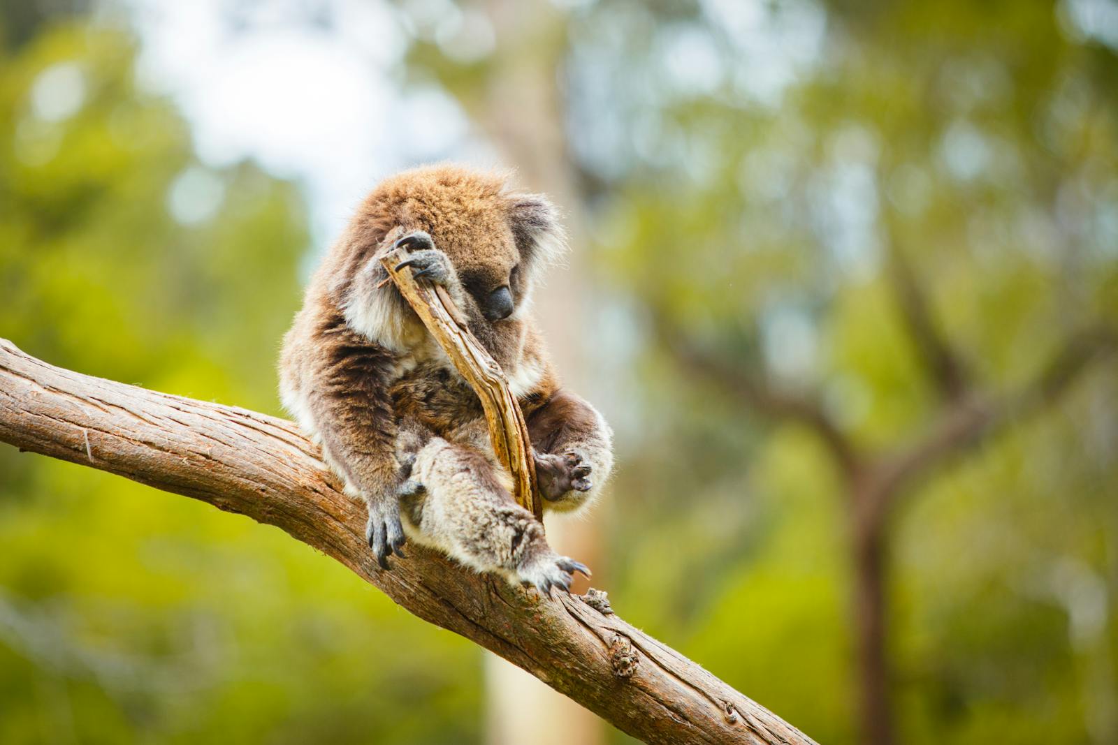 A koala bear resting on a branch — iconic Victorian wildlife