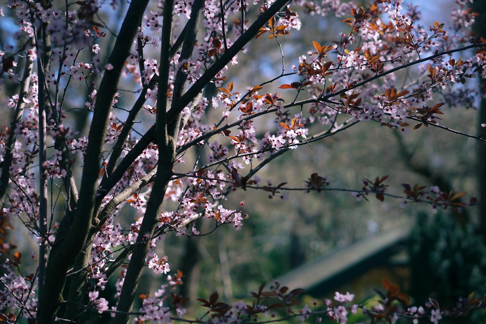Spring blossoms in Melbourne — pink cherry blossom tree in early October