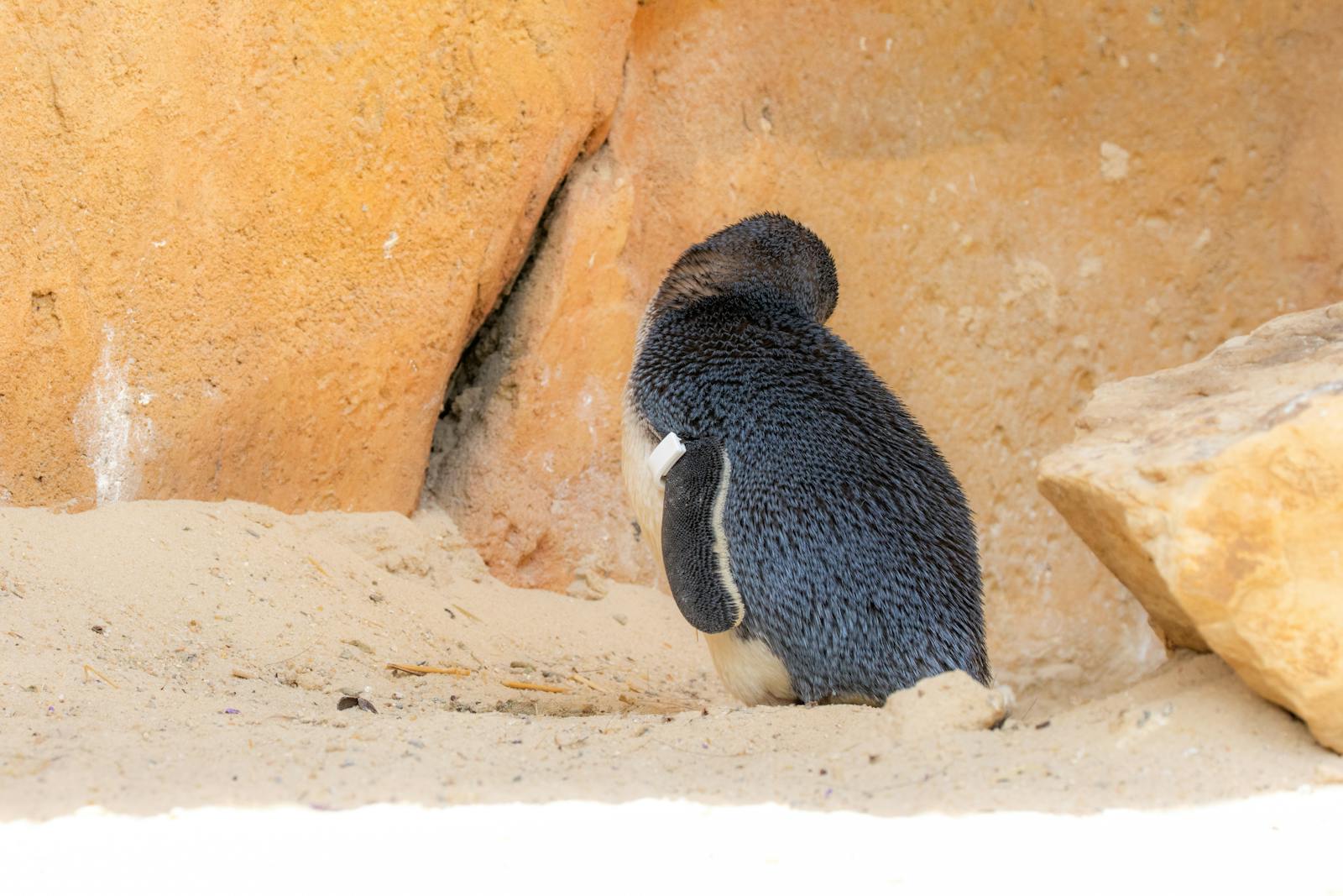 A little penguin on a sandy beach, representative of the Phillip Island Penguin Parade
