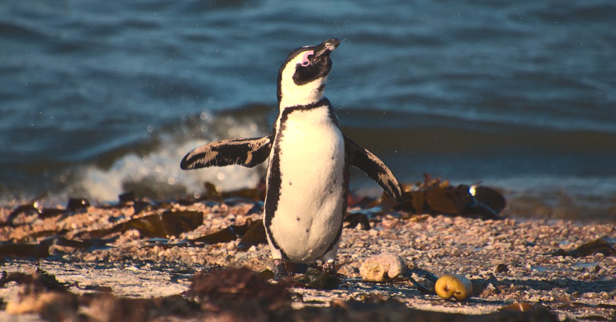 Phillip Island day trip — Penguin Parade and wildlife