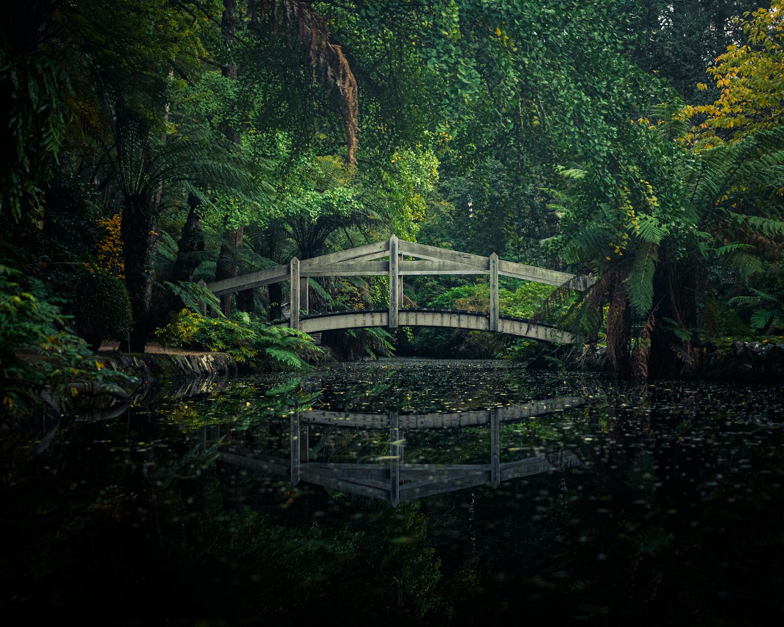 Wooden bridge over a lake in the Royal Botanic Gardens Melbourne