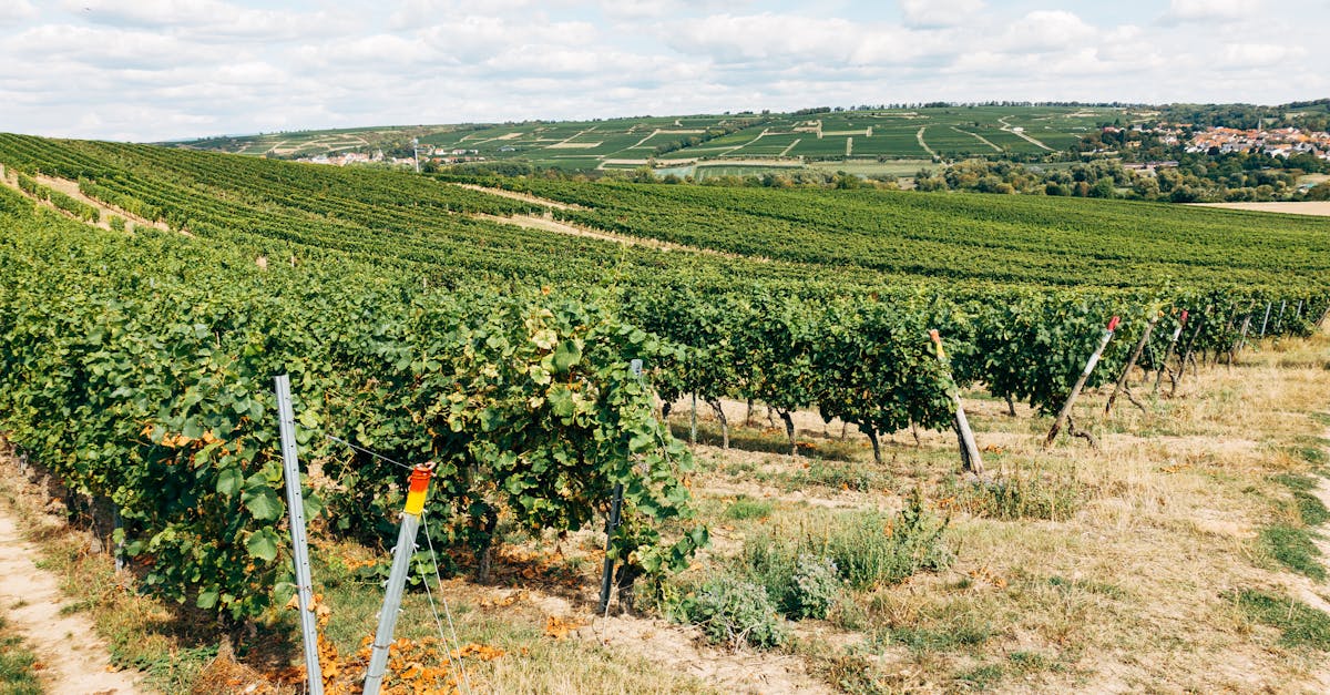 Yarra Valley vineyards — wine-region day trip from Melbourne