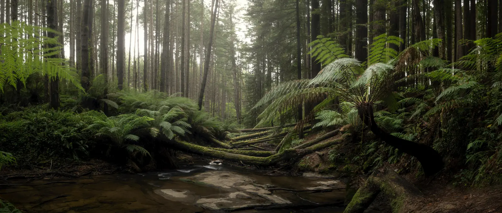 A bushwalking trail through fern gullies and tall forest near Melbourne