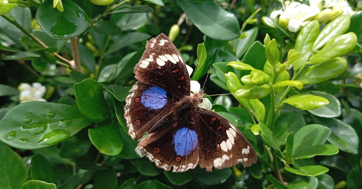 Butterfly House Melbourne Zoo