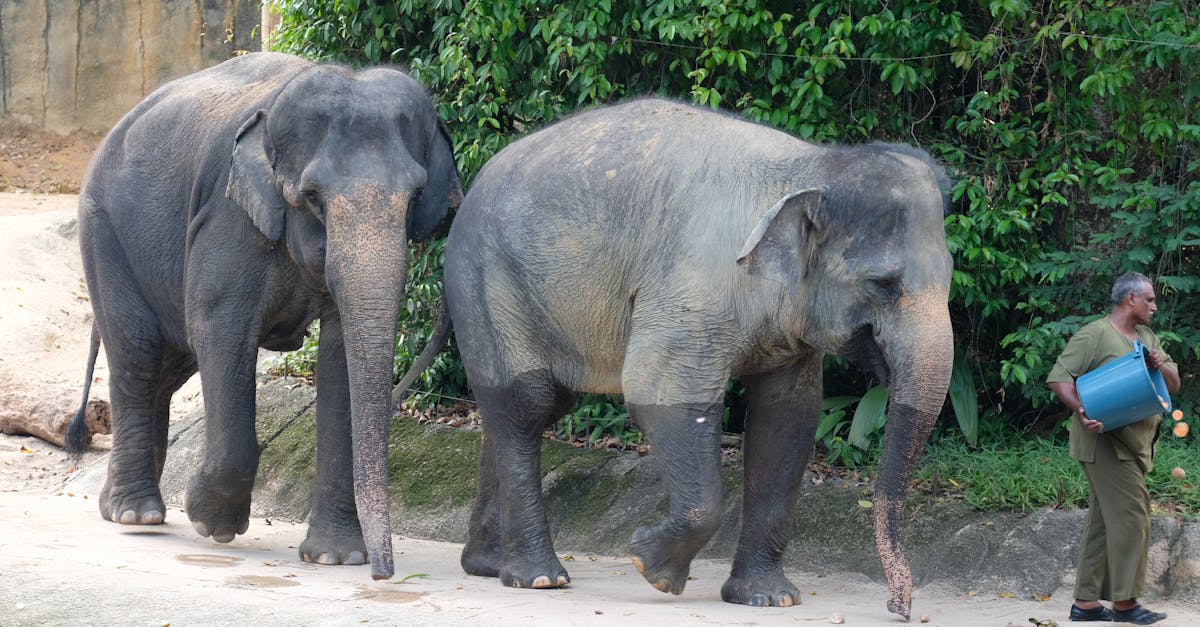 Trail of the Elephants at Melbourne Zoo