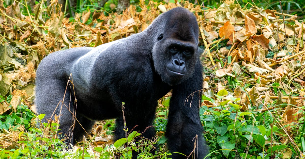 Gorilla Rainforest exhibit