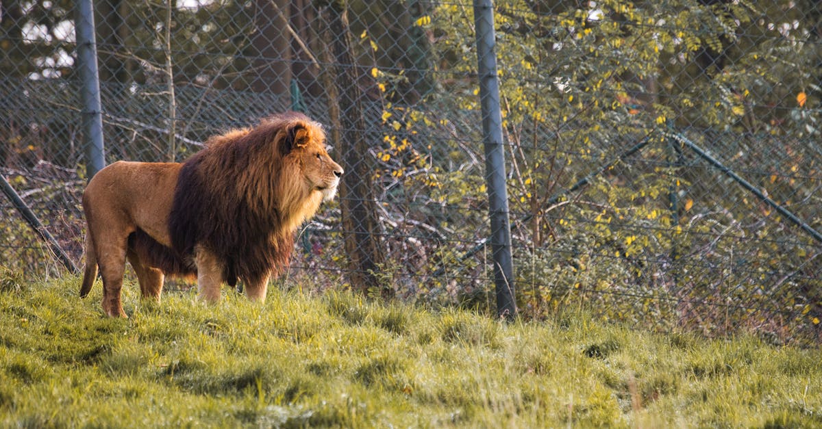 Predators precinct at Melbourne Zoo