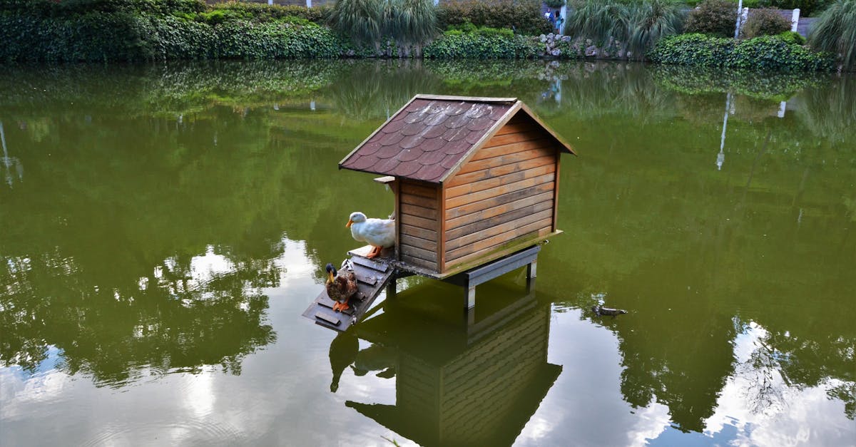 Ornamental Lake at the Botanic Gardens