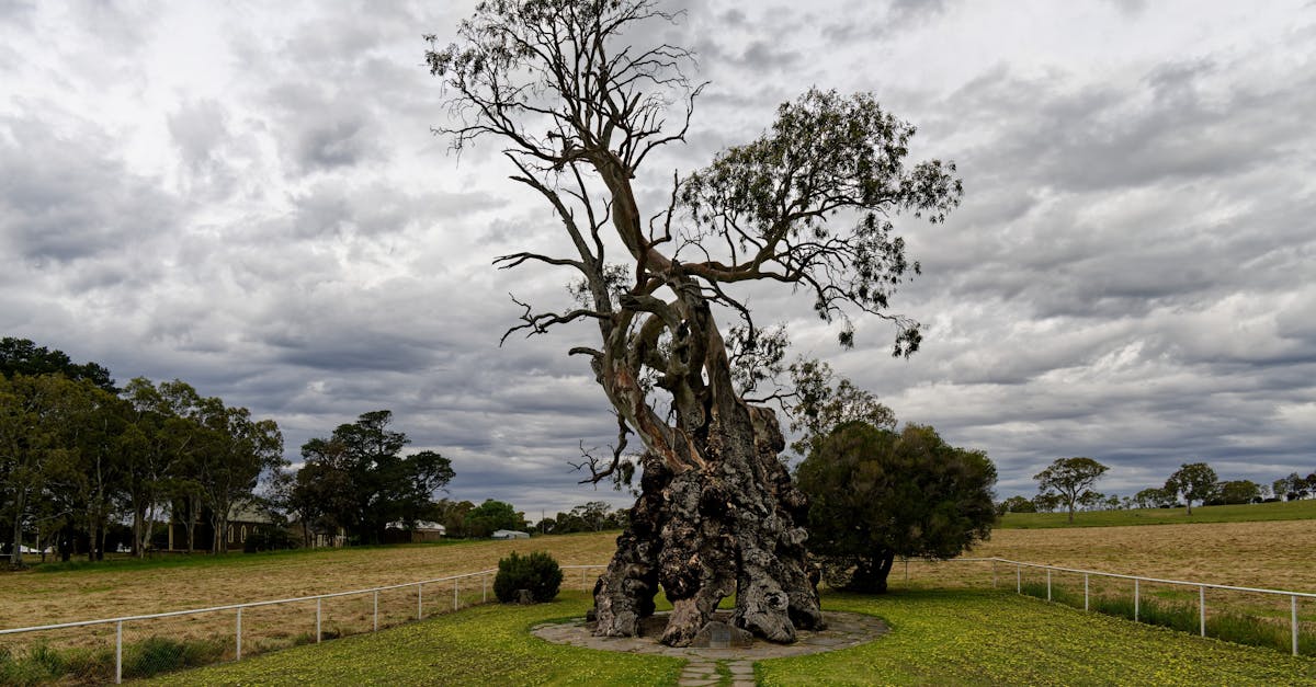 Australian native tree plantings