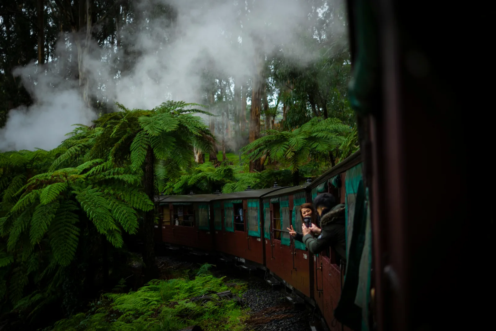 A walking trail through tall mountain ash and tree ferns in the Dandenong Ranges