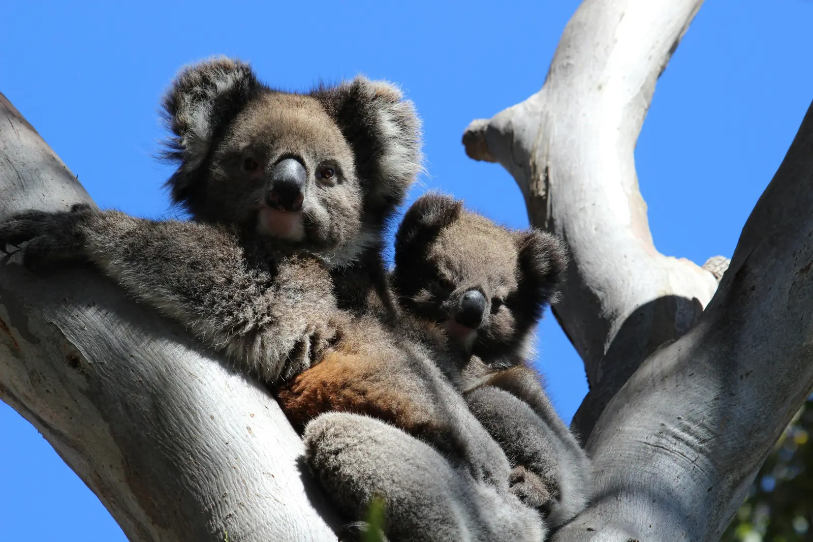 A family meeting native wildlife on a day trip near Melbourne