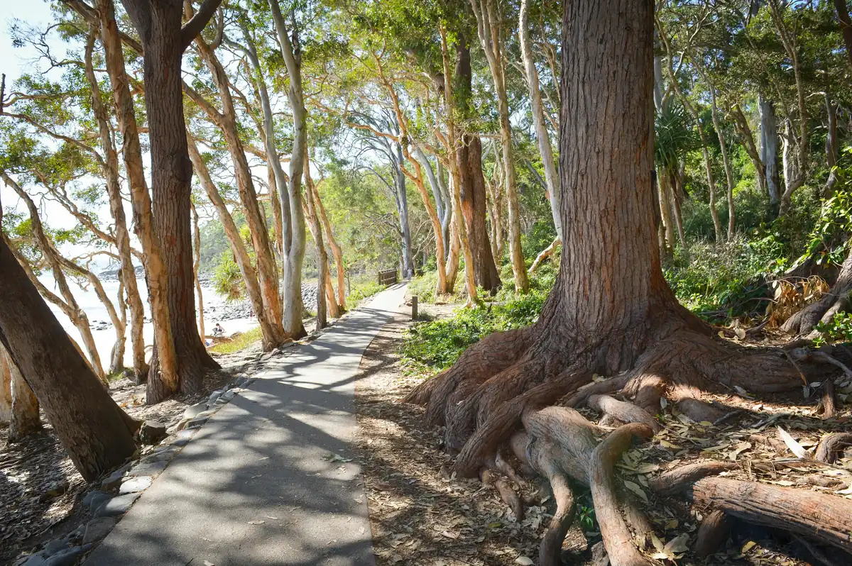 A leafy creek-side walking trail in suburban Melbourne