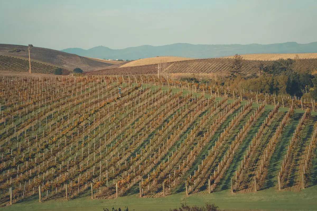 Rolling vineyards of the Yarra Valley wine region near Melbourne