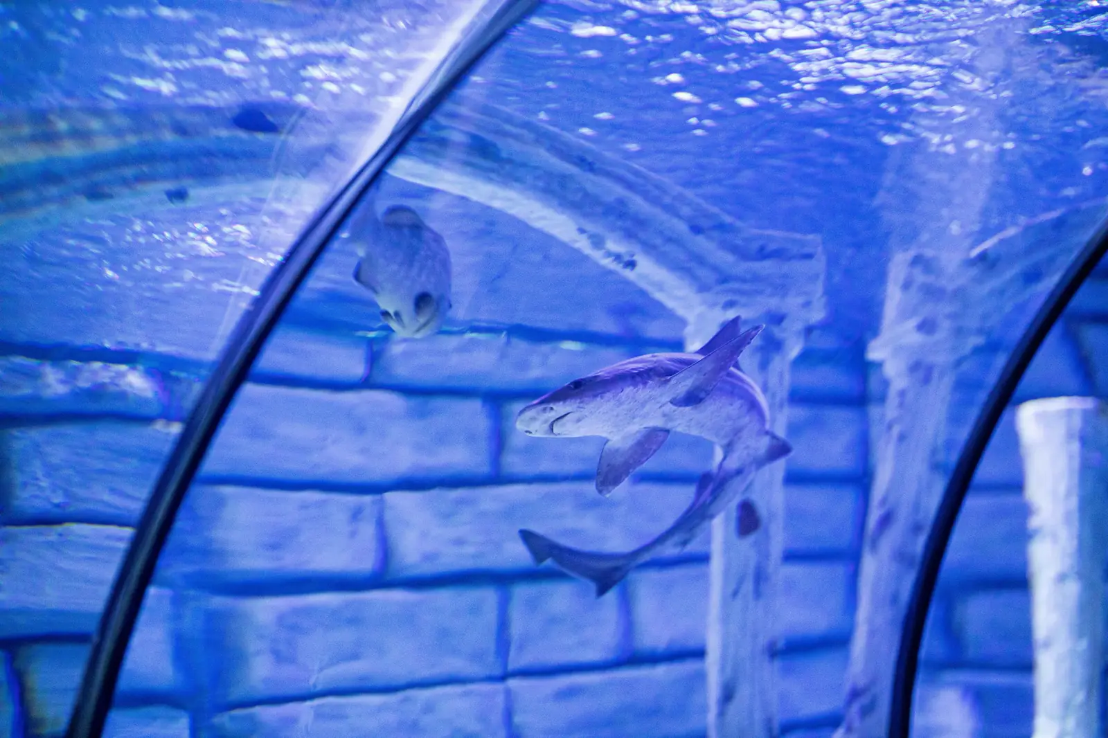 Children looking at a shark in the underwater tunnel at SEA LIFE Melbourne Aquarium