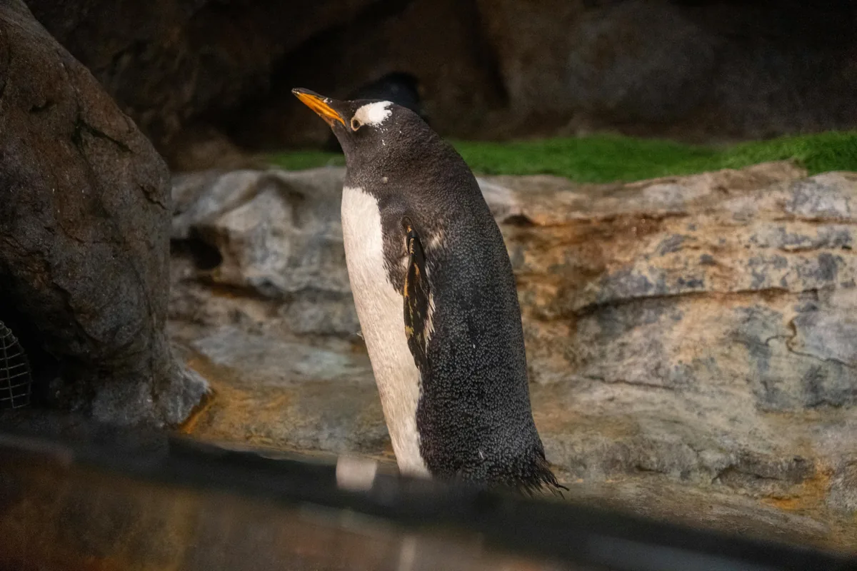 King and Gentoo penguins at the Penguin Playground in SEA LIFE Melbourne