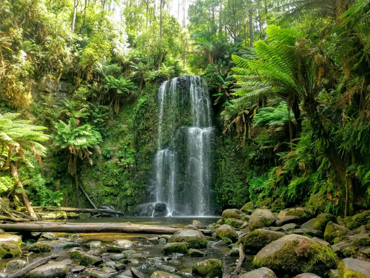 A waterfall surrounded by ferns in the Dandenong Ranges