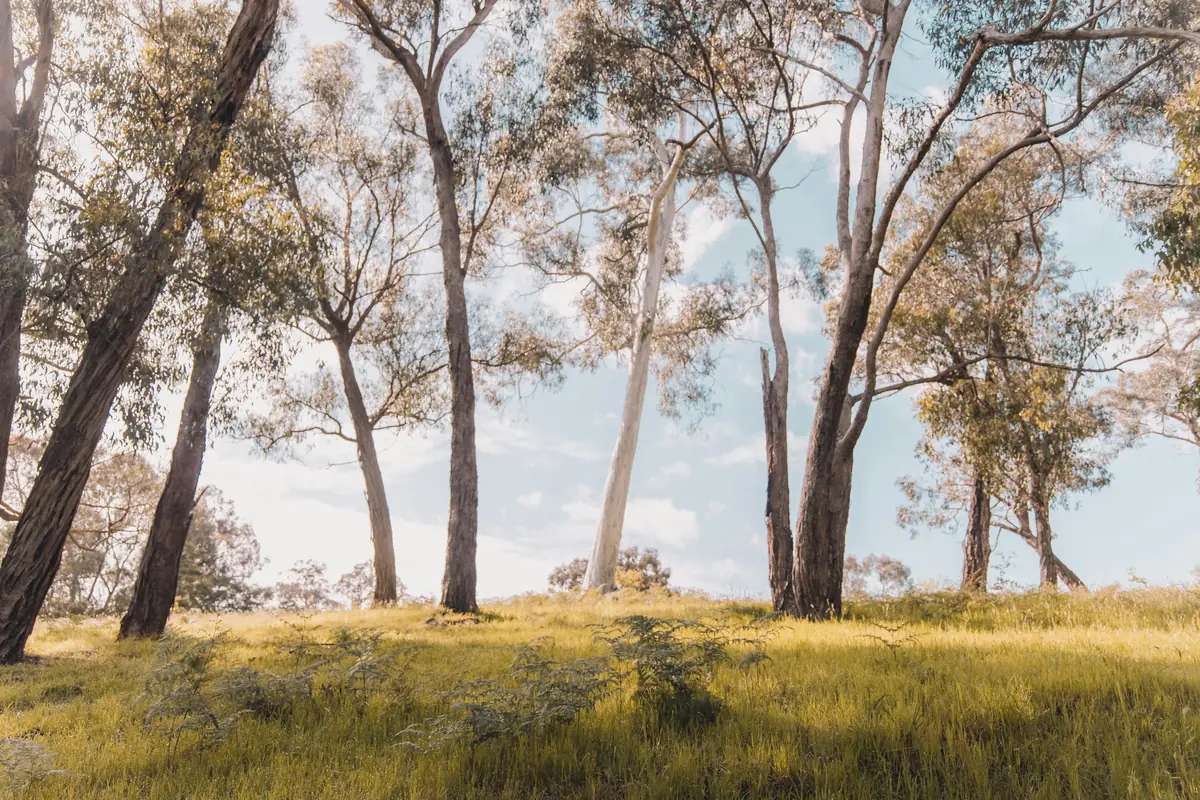 A bushland section of the Yarra River trail with river red gums
