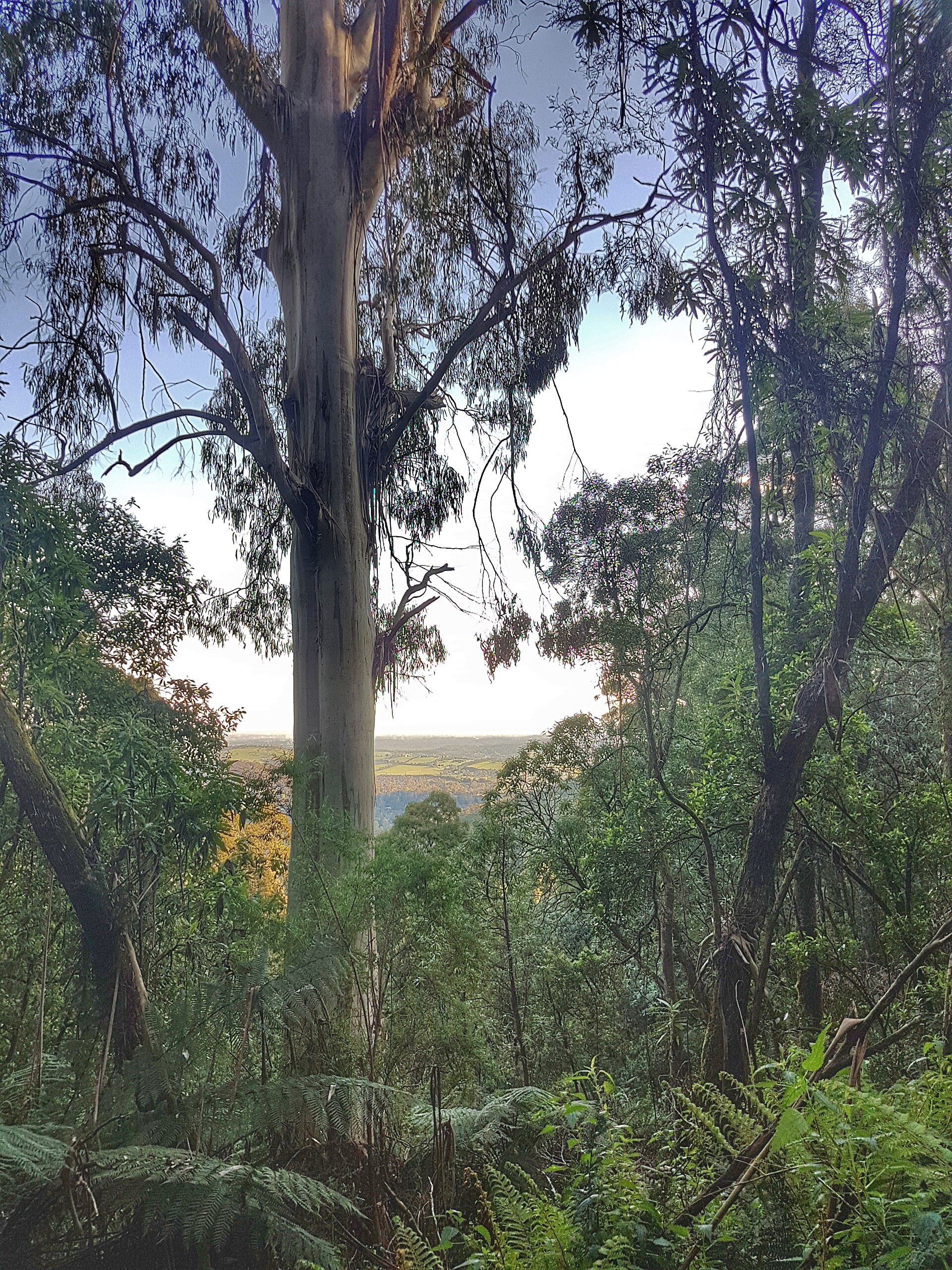 Mountain ash forest and tree ferns in the Dandenong Ranges near Melbourne