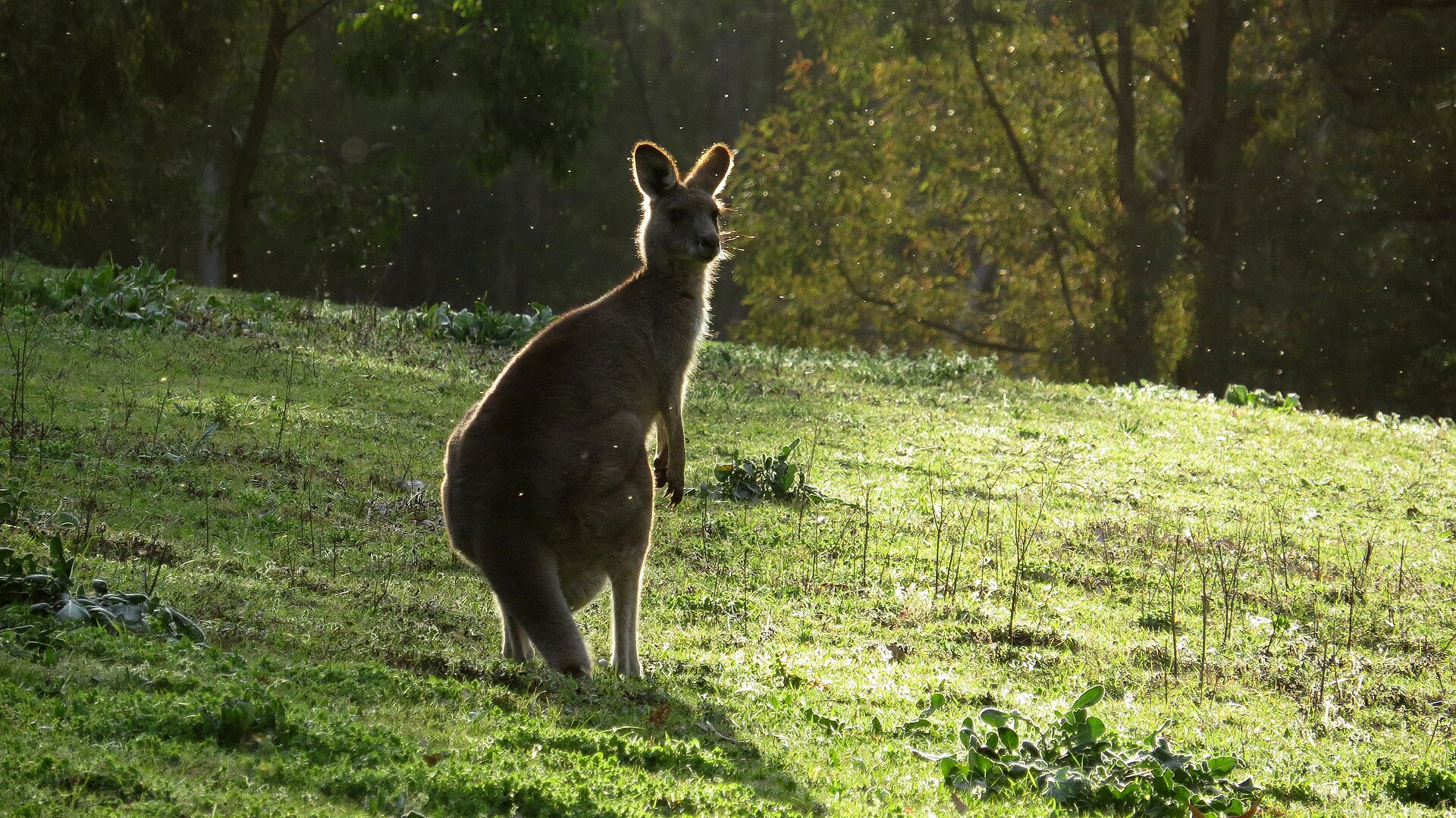 Eastern grey kangaroo standing in grassland at dusk in Victoria