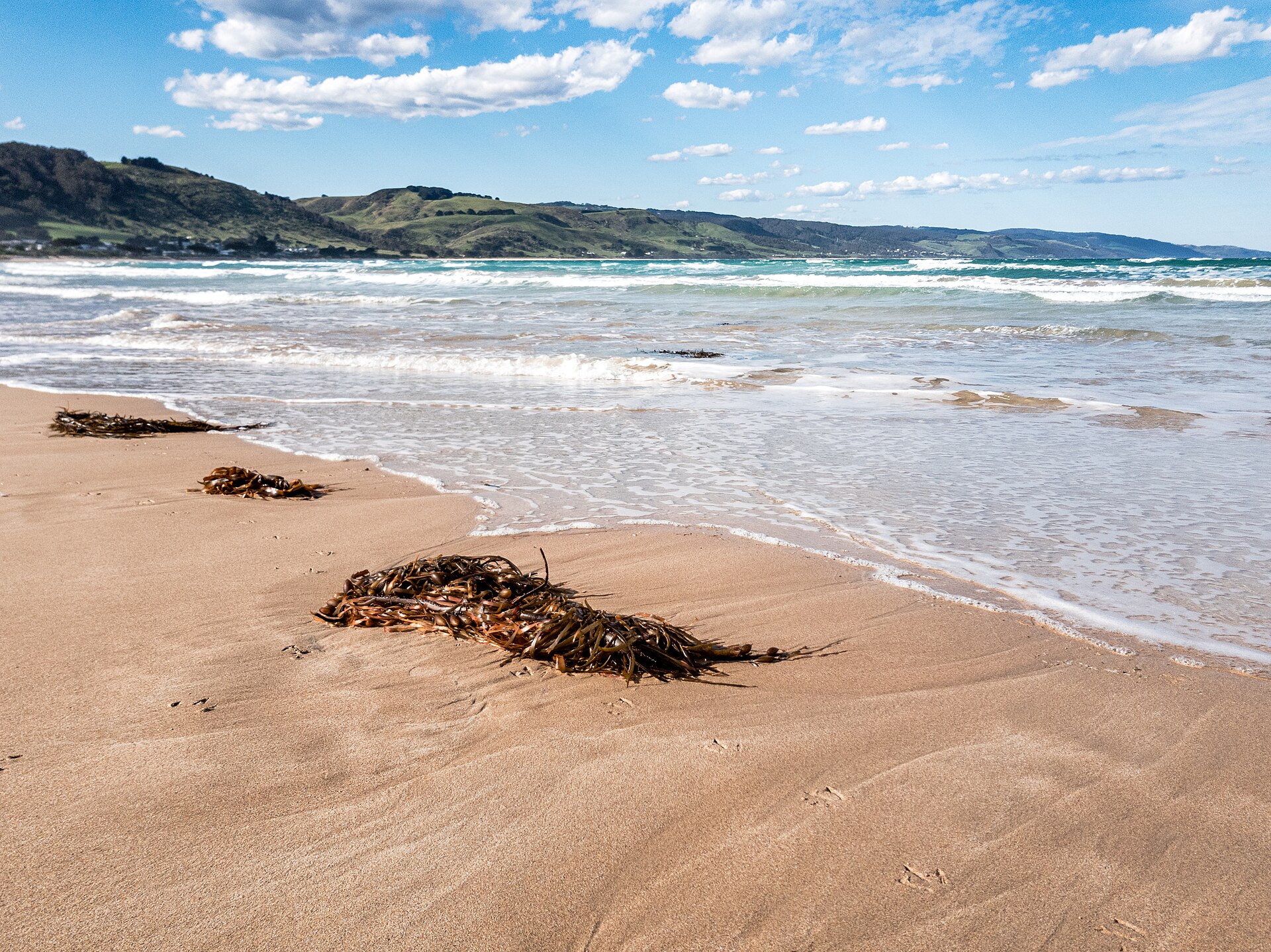 The sandy main beach at Apollo Bay with gentle surf, strands of kelp on the sand and green hills along the coast