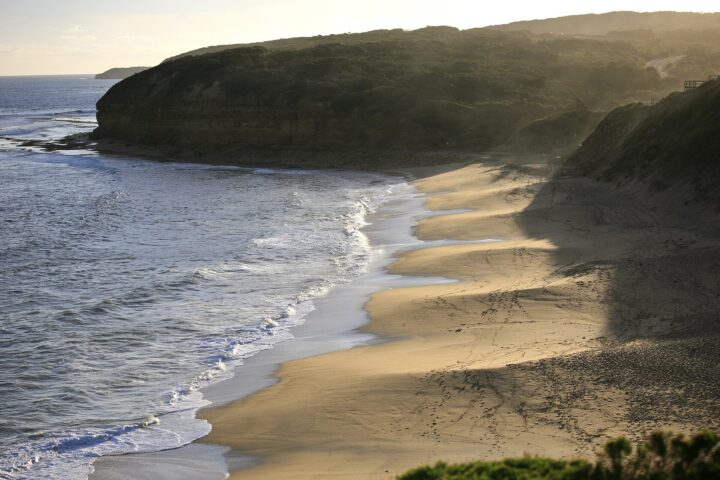Bells Beach seen from the clifftop, a curve of sand below a forested headland with waves washing onto the shore in late light