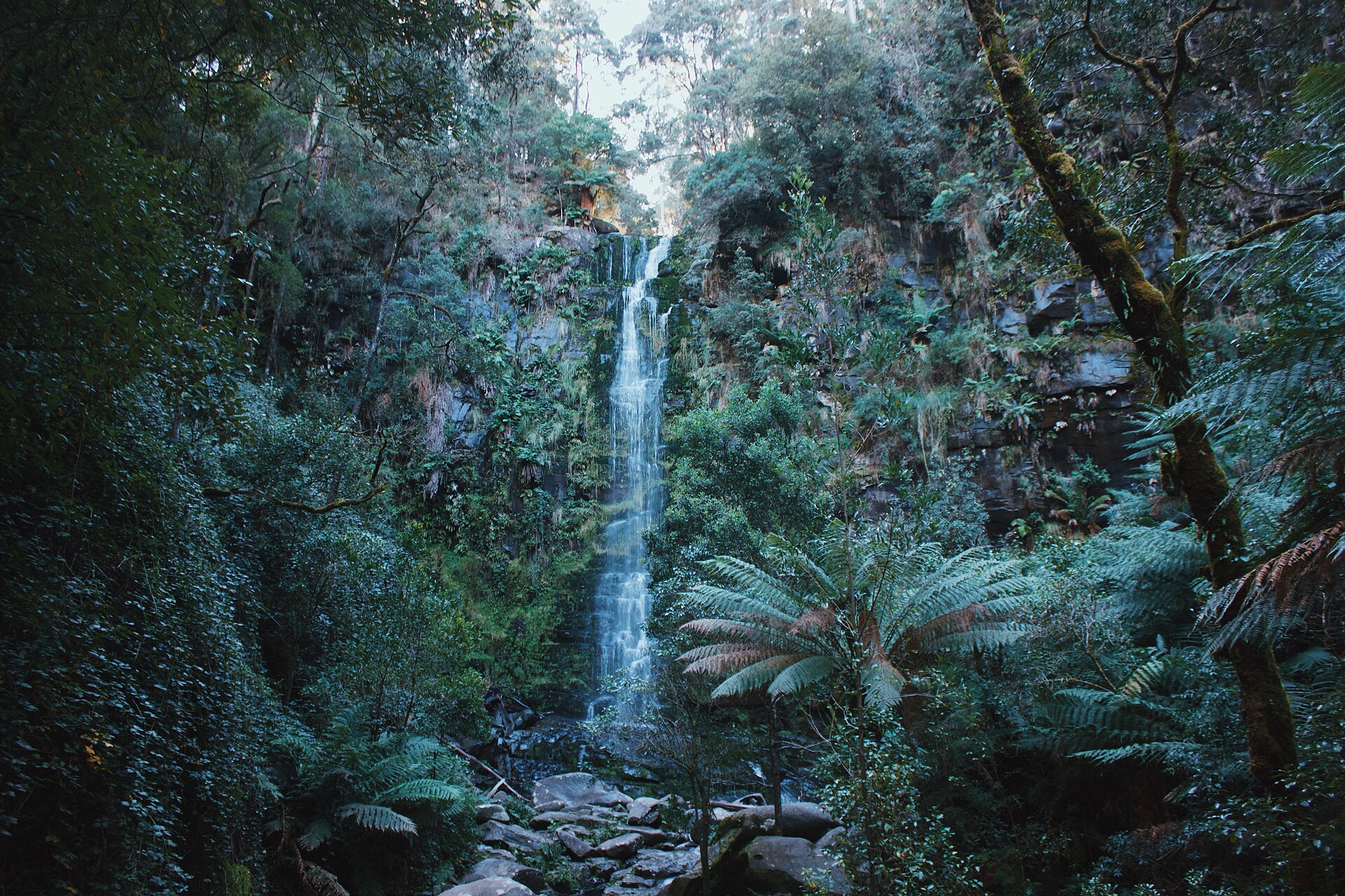 Erskine Falls, a tall narrow waterfall dropping into a rocky gully surrounded by tree ferns and dense rainforest