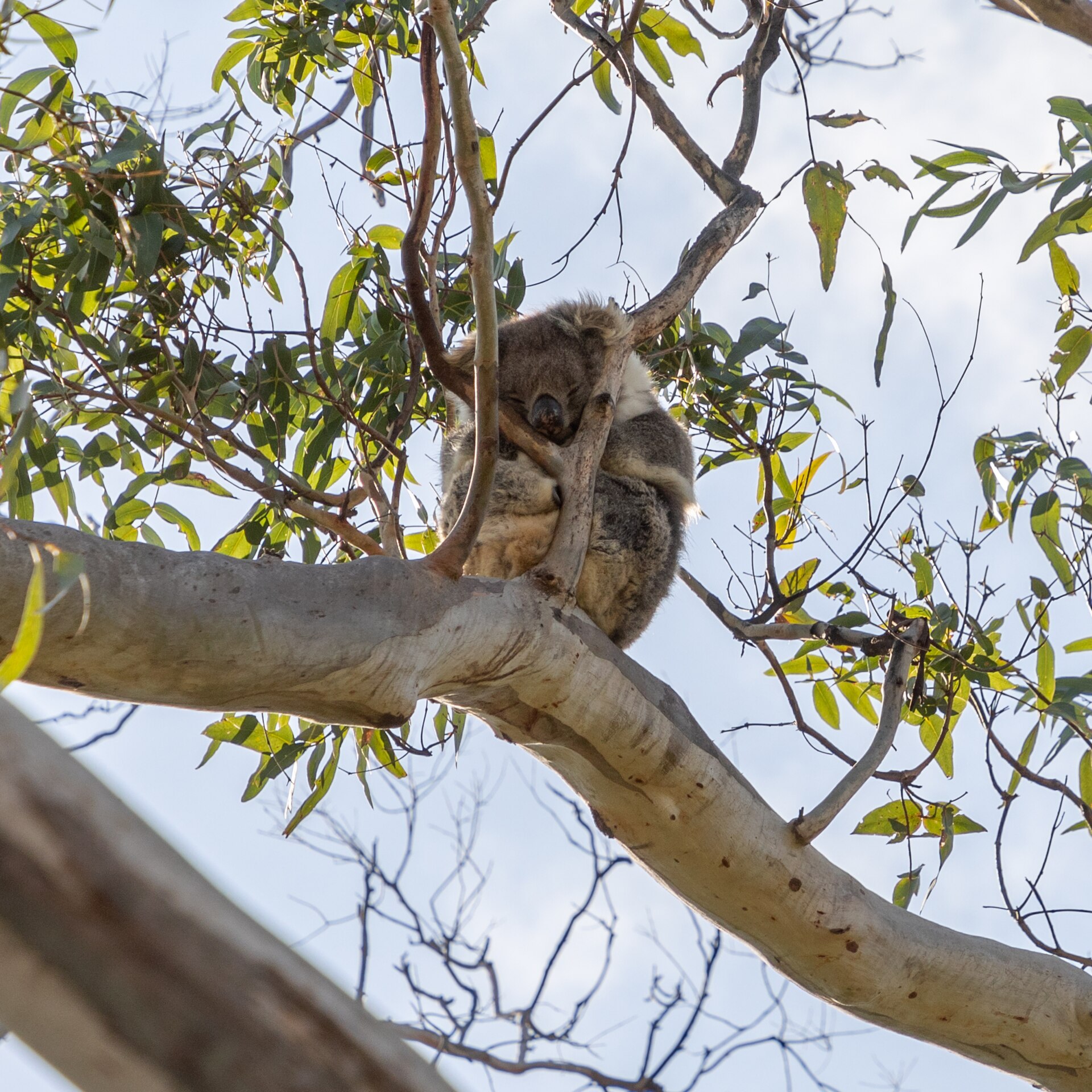 A koala curled up asleep in the fork of a eucalypt branch, seen from below against a pale sky